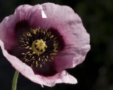 Копы разоблачили хозяйку наркоплантации