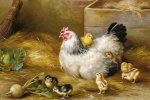 Как курица свинью обогнала и стала самым популярным мясом в мире