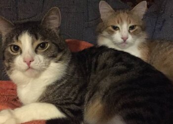 Домашние котики, фото: Знай.ua
