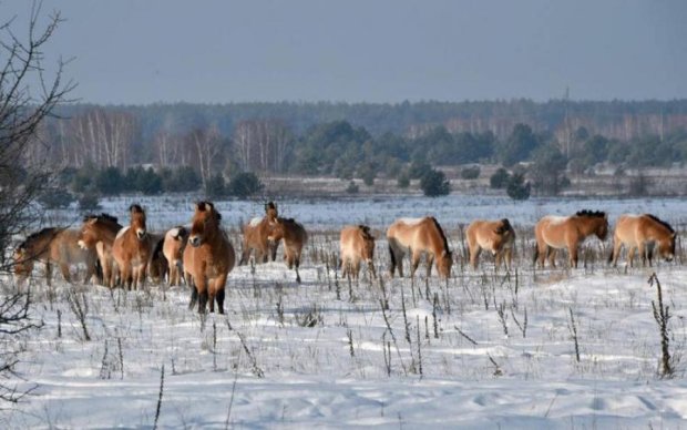 Люди не потрібні: як виглядає дика природа зимового Чорнобиля