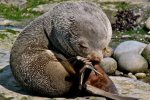 Нарешті! У Києві закрили катівню тварин