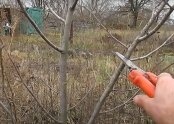 Обрізка у саду, скріншот з відео