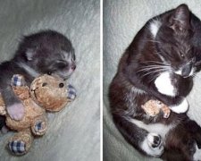 Коти та собаки нерозлучні зі своїми улюбленими іграшками