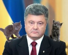 Котики отвлекают от ИГИЛ и политики