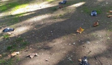 Сочі накрило дощем із мертвих птахів