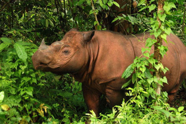 Носорог, фото - Семья