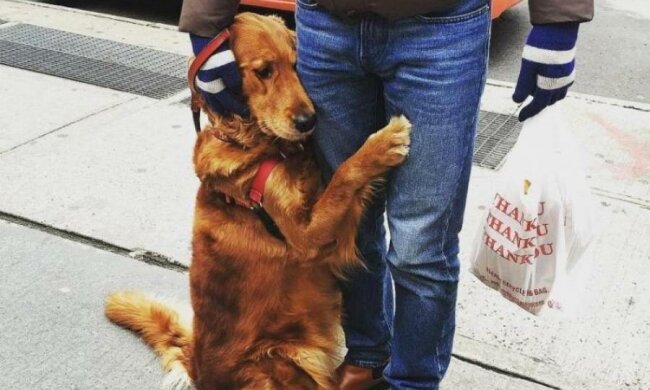 Собака-обіймака заробив для господаря 45 тисяч доларів