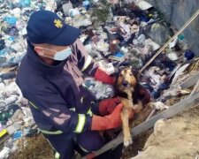 Мчсники освободили собак, фото ГУ ДСНС у Хмельницькій області