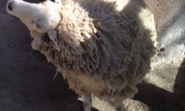 Как овца требовала у прохожих почесать ее (видео)