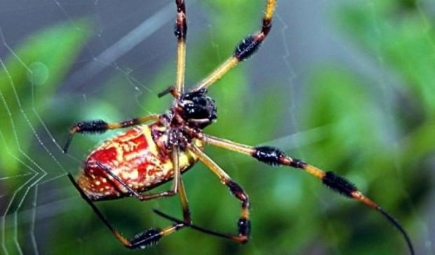 Здібності павуків зроблять прорив у медицині