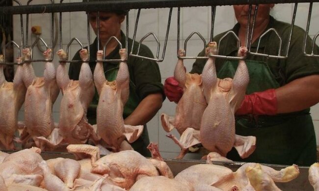 Ірак дав зелене світло українській птиці