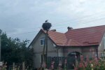 Лелека, скріншот: YouTube