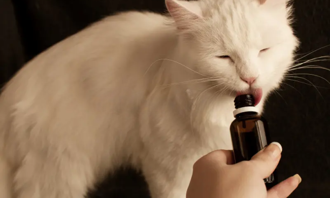 Може навіть вбити: ветеринари попереджають про небезпеку валер'янки для котів