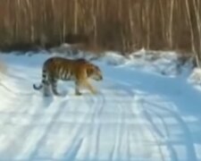 Тигр, кадр з відео
