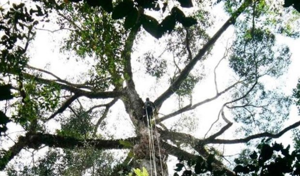 Науковці знайшли найвищу тропічну рослину у світі