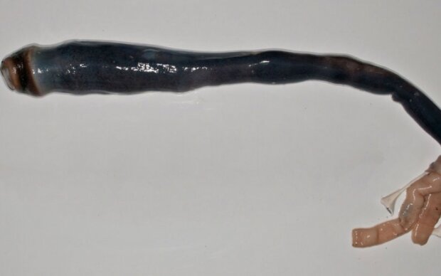 Корабельный червь-гигант попался биологам впервые за 300 лет
