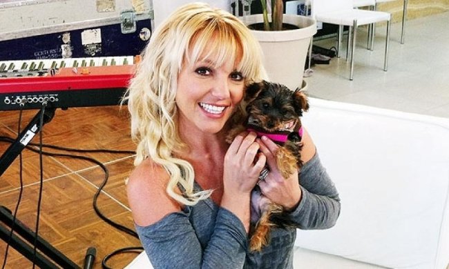 Брітні Спірс витратила 37 тисяч доларів на собак