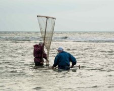 Морське чудовисько потрапило на обідній стіл разом з креветками, отрута цієї тварюки небезпечніша за скорпіона