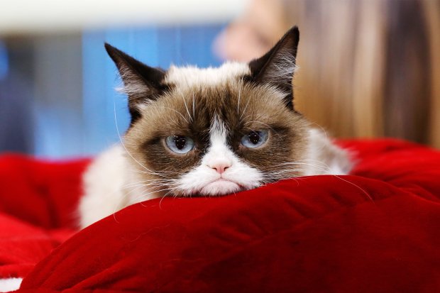 Лучшие мемы на 28 мая: радостная новость от Мэй и последние фото сердитой Grumpy Cat