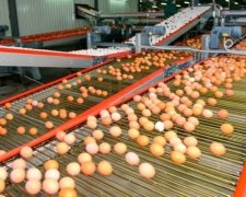 Ізраїль нищитиме українські яйця