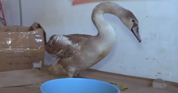 Лебедь в вольере, скриншот: Youtube