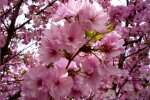 В осеннем Киеве зацвела сакура: каприз природы попал на камеру, чарующие фото