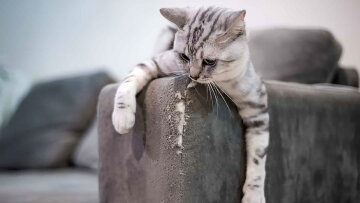Кот