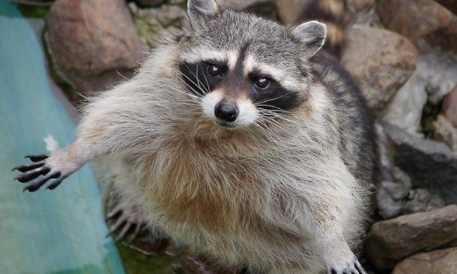 Євросоюз оголосив війну єнотам