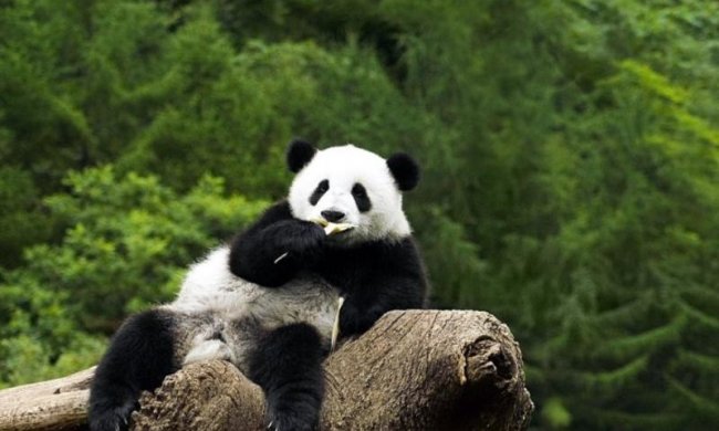 Daily Mail: фанаты Динамо носят наряды Ку-клукс-клана со свастиками