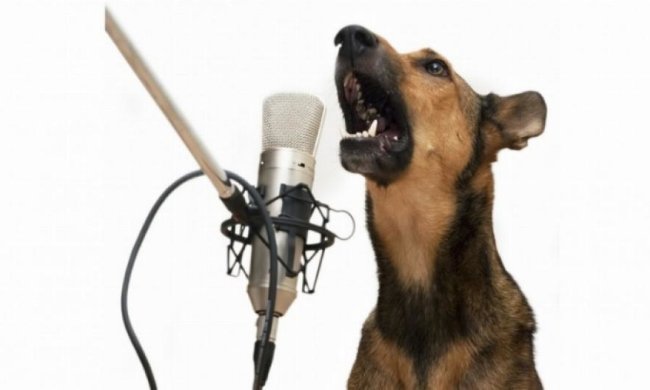Собака заспівав під акомпанемент клаксону і став зіркою "ВКонтакте"