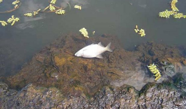 В Ковеле в речке плавает мертвая рыба (фото)