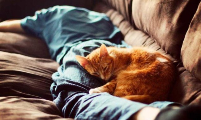 Кішки зізналися, навіщо сплять з господарями