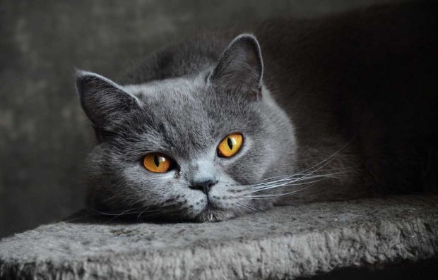 Кішка - залізні лапки: лікарі подарували друге життя "британці", перетворивши її на милого робота