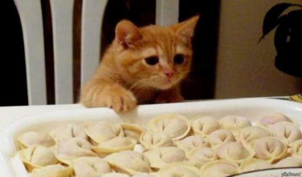 "Голодні ігри": кіт "відірвав" господаря від дівчини заради їжі