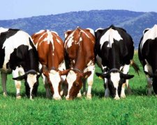 Названі продукти з найвищою собівартістю