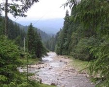 Не вирубкою єдиною: назвали головну проблему українських лісів