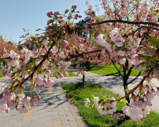 Весна, квітуча сакура, фото із соцмереж