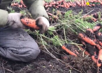 Выращивание моркови, скриншот видео