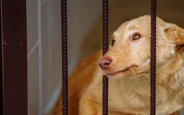 Вбивця тисяч собак: у Києві затримали догхантера Олексія Святогора