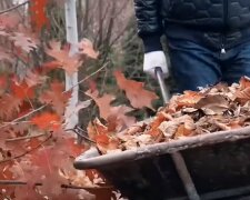 Перестаньте палити опале листя: як воно може допомогти вам на городі і не шкодити оточуючим