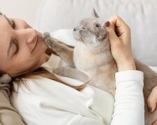 Кот