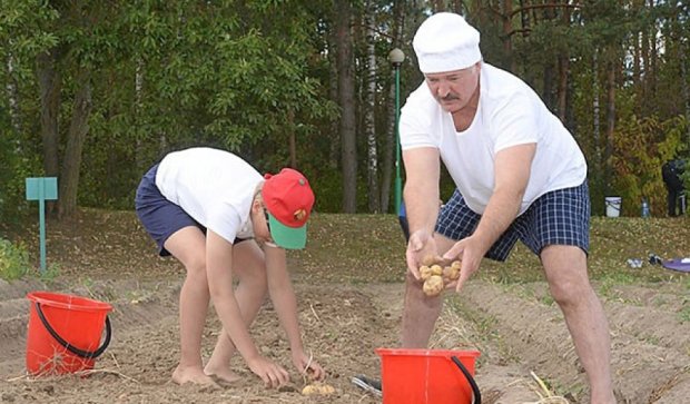 Президент Білорусі зібрав 70 мішків картоплі та взявся за кавуни (фото)