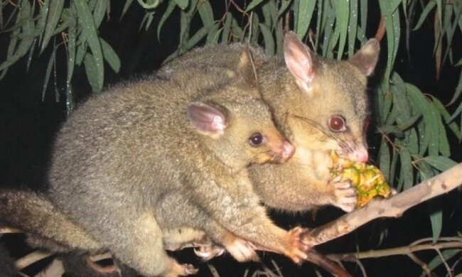 У Новій Зеландії винищать усіх хижаків