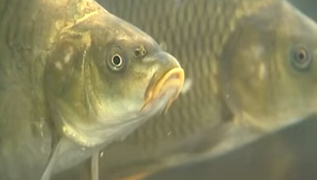 Жива риба в супермаркеті. Фото: скриншот з відео
