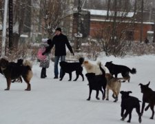Кров холоне в жилах: озвірілі пси розтерзали чоловіка до смерті