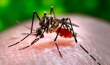 Вакцину против вируса Зика будут тестировать на людях