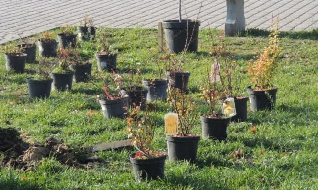 Парк культуры предлагает львовянам высадить именные деревья