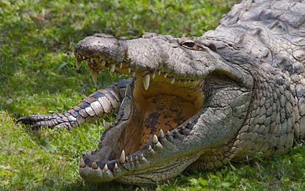 Крокодили пообідали відомим мисливцем