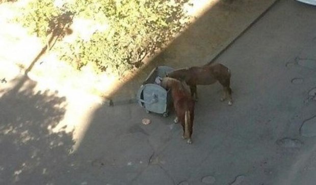 Бездомні коні в Харкові харчуються зі смітника (фото)