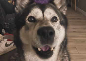 Собака, хаскі, фото: Знай.ua